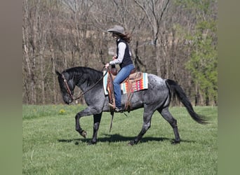 American Quarter Horse, Gelding, 8 years, 15 hh, Roan-Blue