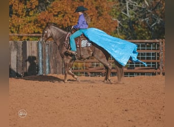 American Quarter Horse, Gelding, 8 years, 15 hh, Roan-Red