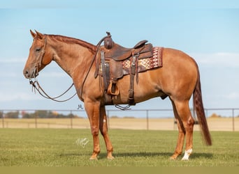 American Quarter Horse, Gelding, 8 years, 15 hh, Roan-Red