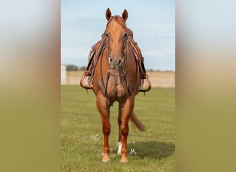 American Quarter Horse, Gelding, 8 years, 15 hh, Roan-Red