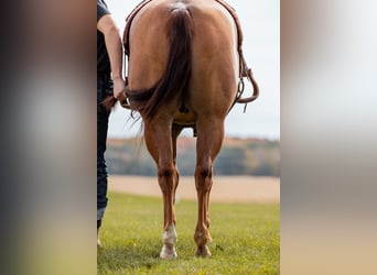 American Quarter Horse, Gelding, 8 years, 15 hh, Roan-Red