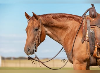 American Quarter Horse, Gelding, 8 years, 15 hh, Roan-Red