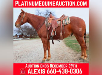 American Quarter Horse, Gelding, 8 years, 15 hh, Roan-Red