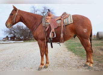 American Quarter Horse, Gelding, 8 years, 15 hh, Roan-Red