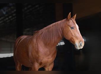 American Quarter Horse, Gelding, 8 years, 15 hh, Roan-Red