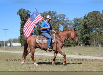 American Quarter Horse, Gelding, 8 years, 15 hh, Roan-Red