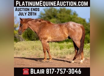 American Quarter Horse, Gelding, 8 years, 15 hh, Roan-Red