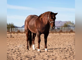 American Quarter Horse, Gelding, 8 years, 15 hh, Roan-Red