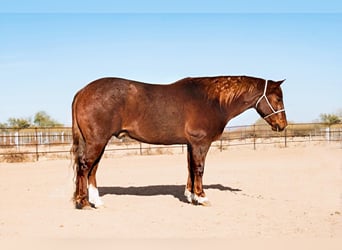 American Quarter Horse, Gelding, 8 years, 15 hh, Roan-Red
