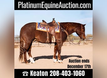 American Quarter Horse, Gelding, 8 years, 15 hh, Roan-Red