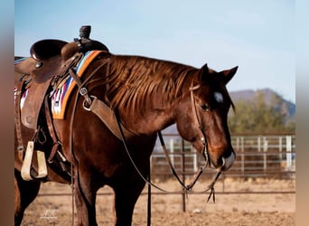 American Quarter Horse, Gelding, 8 years, 15 hh, Roan-Red