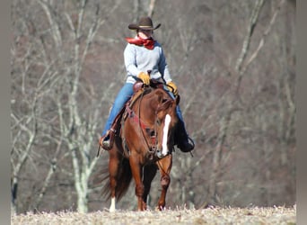American Quarter Horse, Gelding, 8 years, 15 hh, Sorrel