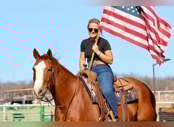 American Quarter Horse, Gelding, 8 years, 15 hh, Sorrel