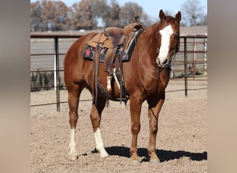 American Quarter Horse, Gelding, 8 years, 15 hh, Sorrel