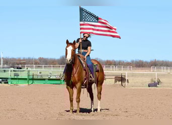 American Quarter Horse, Gelding, 8 years, 15 hh, Sorrel