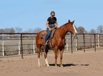 American Quarter Horse, Gelding, 8 years, 15 hh, Sorrel