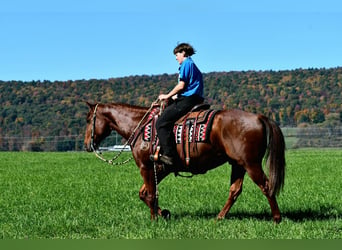 American Quarter Horse, Gelding, 8 years, 15 hh, Sorrel