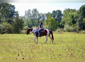 American Quarter Horse, Gelding, 8 years, 15 hh, Sorrel