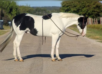 American Quarter Horse, Gelding, 8 years, 15 hh, Tobiano-all-colors