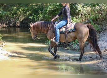 American Quarter Horse, Gelding, 8 years, 15,1 hh, Buckskin