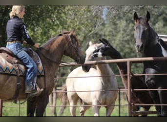 American Quarter Horse, Gelding, 8 years, 15,1 hh, Buckskin