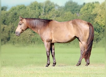 American Quarter Horse, Gelding, 8 years, 15,1 hh, Buckskin