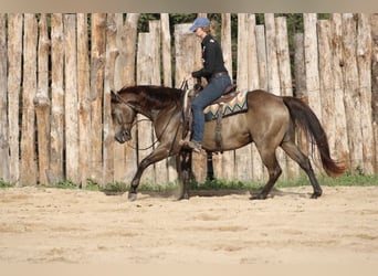 American Quarter Horse, Gelding, 8 years, 15,1 hh, Buckskin