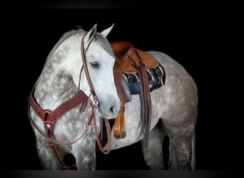 American Quarter Horse, Gelding, 8 years, 15,1 hh, Gray-Dapple