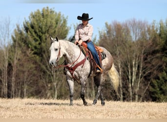 American Quarter Horse, Gelding, 8 years, 15,1 hh, Gray-Dapple
