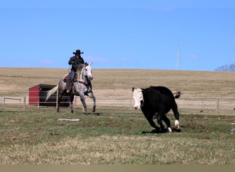 American Quarter Horse, Gelding, 8 years, 15,1 hh, Gray-Dapple