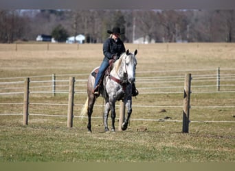 American Quarter Horse, Gelding, 8 years, 15,1 hh, Gray-Dapple