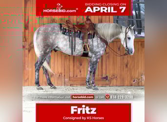 American Quarter Horse, Gelding, 8 years, 15,1 hh, Gray-Dapple