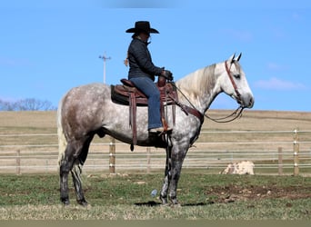 American Quarter Horse, Gelding, 8 years, 15,1 hh, Gray-Dapple