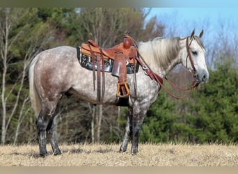 American Quarter Horse, Gelding, 8 years, 15,1 hh, Gray-Dapple