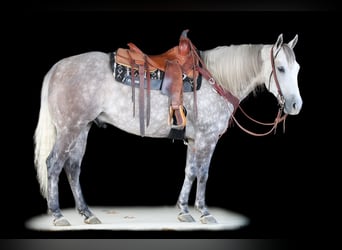 American Quarter Horse, Gelding, 8 years, 15,1 hh, Gray-Dapple