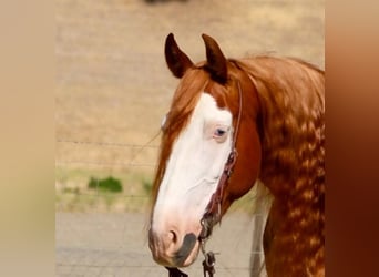 American Quarter Horse, Gelding, 8 years, 15,1 hh, Overo-all-colors