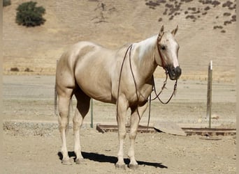 American Quarter Horse, Gelding, 8 years, 15,1 hh, Palomino