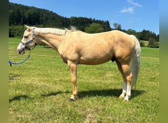 American Quarter Horse, Gelding, 8 years, 15,1 hh, Palomino
