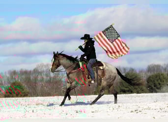 American Quarter Horse, Gelding, 8 years, 15,1 hh, Roan-Bay