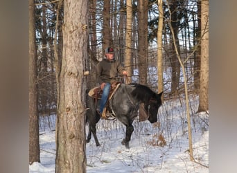 American Quarter Horse, Gelding, 8 years, 15,1 hh, Roan-Blue