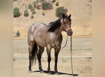 American Quarter Horse, Gelding, 8 years, 15,1 hh, Roan-Blue