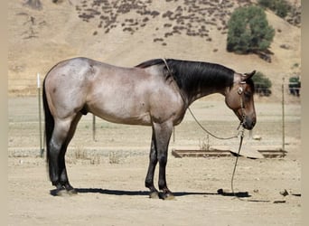 American Quarter Horse, Gelding, 8 years, 15,1 hh, Roan-Blue