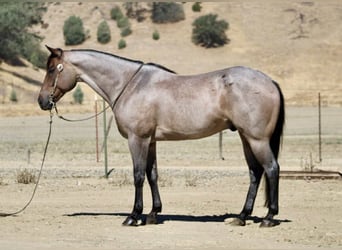 American Quarter Horse, Gelding, 8 years, 15,1 hh, Roan-Blue