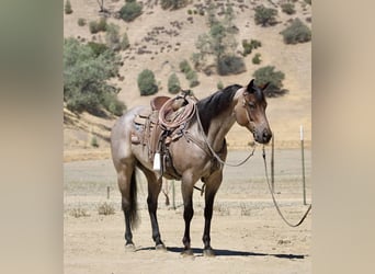 American Quarter Horse, Gelding, 8 years, 15,1 hh, Roan-Blue