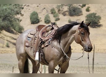 American Quarter Horse, Gelding, 8 years, 15,1 hh, Roan-Blue