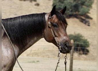 American Quarter Horse, Gelding, 8 years, 15,1 hh, Roan-Blue
