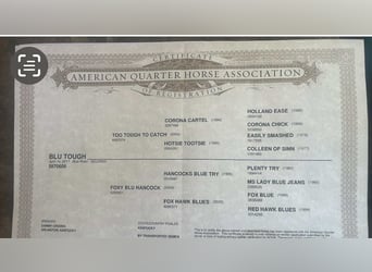 American Quarter Horse, Gelding, 8 years, 15,1 hh, Roan-Blue