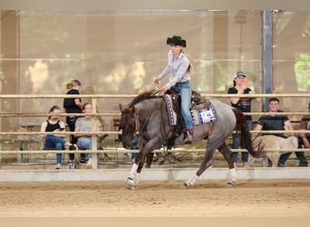 American Quarter Horse, Gelding, 8 years, 15,1 hh, Roan-Red