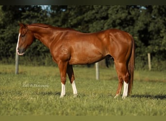 American Quarter Horse, Gelding, 8 years, 15,1 hh, Sorrel