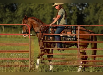 American Quarter Horse, Gelding, 8 years, 15,1 hh, Sorrel
